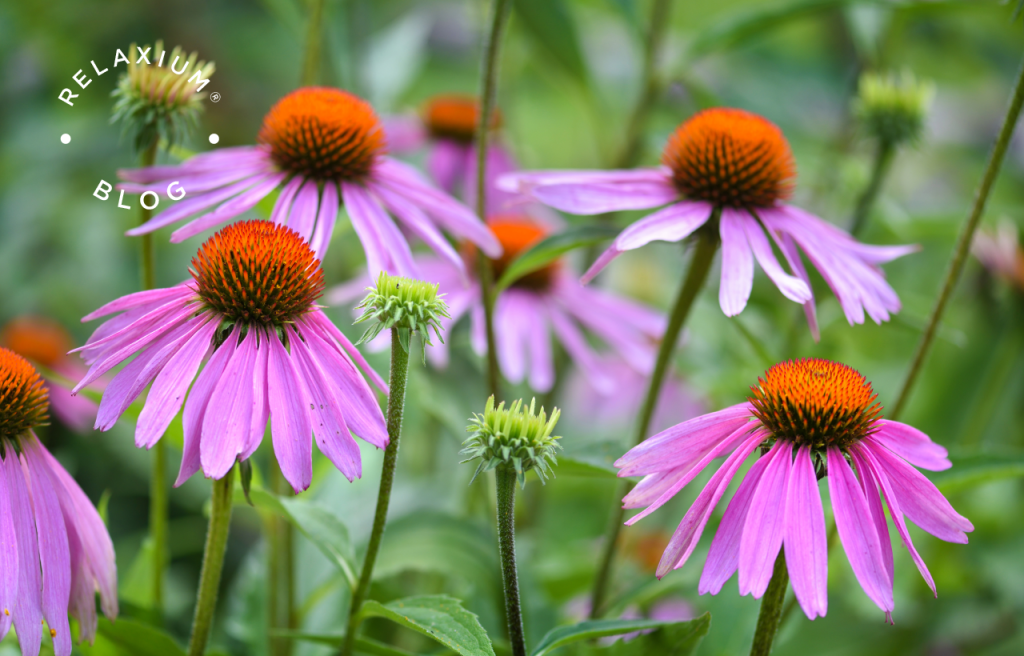 The Health Benefits of Echinacea Purpurea