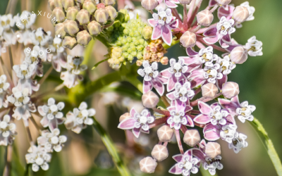 How Melatonin & Valerian Work Together for A Good Night’s Rest