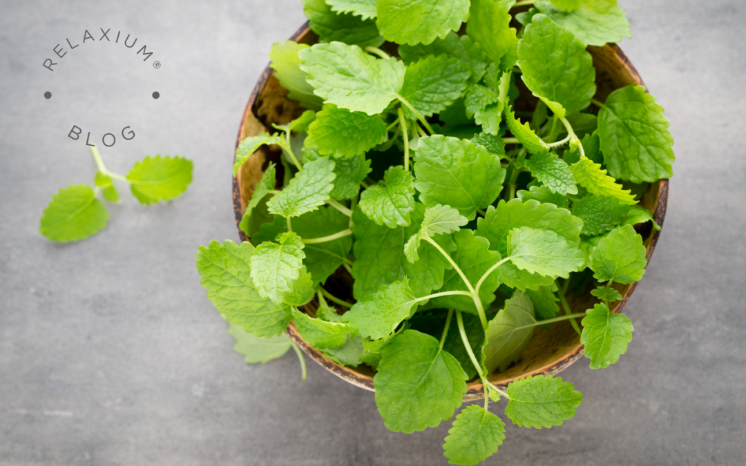 The Surprising Health Benefits of Lemon Balm